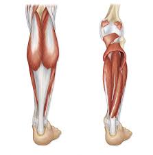 The following diagram illustrates the actions of the terms adduction, abduction, flexion and extension at the different joints. Muscles Of The Posterior Leg Quiz By Lolwut77