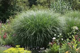 Dekorative gräser sind ein unverzichtbares gestaltungselement für den erweiterten randbereich des wassergartens. Der Richtige Standort Fur Ziergraser Im Garten Native Plants Gartenblog