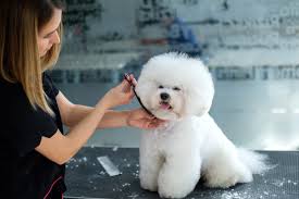 The 10 best pet groomers near me (with free estimates). 12 Tips For Choosing The Right Dog Groomer American Kennel Club
