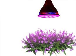 growing plants under lights