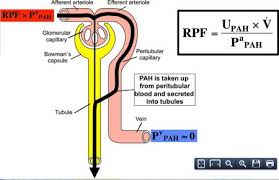 What Is The Difference Between Renal Blood Flow And Renal