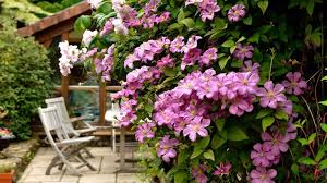 Check spelling or type a new query. How To Grow Clematis Pretty Climbing Flowers For Your Fences And Walls Gardeningetc