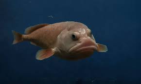 discover 5 ugly fish species with