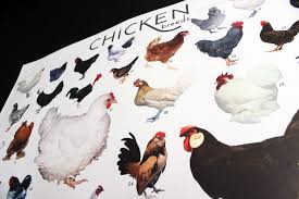 Omlet Chicken Breeds Poster For Men Fabulous Gifts Omlet