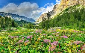 landscape nature spring flowers and
