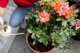 how to grow roses in containers
