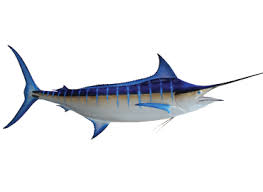 Costa Rica Fishing Species Pacific Blue Marlin Fecop