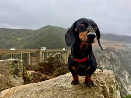 dog friendly things to do in california