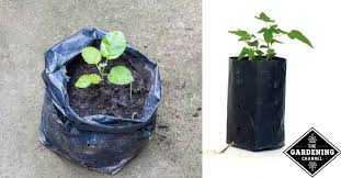 plant a small garden in a bag of soil
