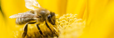 Weitere ideen zu bienenfreundlicher garten, garten, bienen. Bienenfreundlicher Garten Dehner