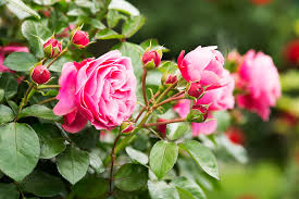 Im darauffolgenden april werden dann. Im Herbst Wurzelnackte Rosen Pflanzen Gabionen Und Steinkorbe Fur Haus Und Garten