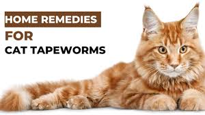 remes for cat tapeworms