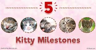 5 Milestones In Every Kittens Life