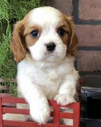 I'm the breeder behind r&r cavalier king charles puppies located in appleton , wi. Cavalier King Charles Spaniel Puppies For Sale Healthy Cavalier Puppies