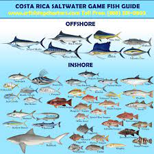 costa rica fishing guide by cr fishing