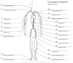 Anatomy and physiology questions and answers. Systemic Circulation Diagram Anatomy And Physiology Arteries Anatomy Circulatory System
