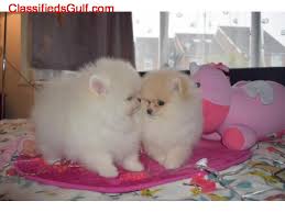 We offer the latest version of vaccines and microchips. Pomeranian Pups Available For Sale Animals Dubai Al Garhoud Uae Classifiedsgulf Com