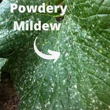 how to treat powdery mildew on zucchini