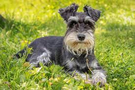 miniature schnauzer dog breed profile