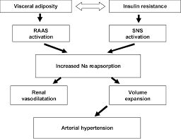 1 Pathogenesis Of Hypertension In The Metabolic Syndrome