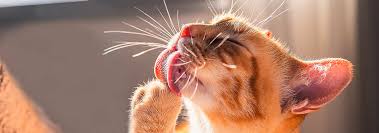 why do cats lick their paws hill s pet