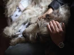 Life after pet euthanasia the decision to have a pet 'put to sleep', to choose euthanasia to end their life, is one of the hardest decisions a pet carer may ever have to make. Euthanasia For Animals What Can It Teach Us About Assisted Suicide In Humans The Independent The Independent