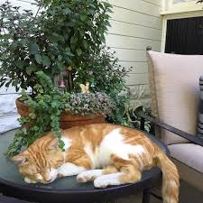 Veggie Garden Cat Nap Outdoor Cats Pets