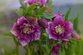 lenten rose ebore flowers for the