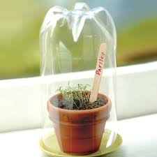 Mini Greenhouse From A Plastic Bottle
