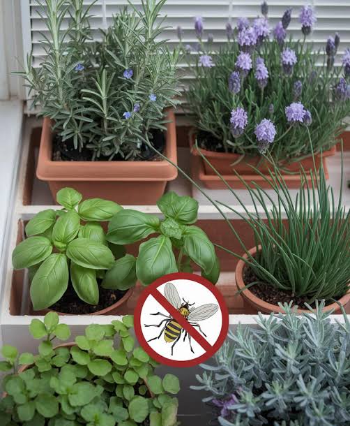5 CÂY GIÚP XUA ĐUỔI RUỒI MUỖI KIẾN RA KHỎI NHÀ 🐜🦟🪰 🪴 Bạch đàn : Loài cây này được biết đến là loài cây ưa thích của gấu túi nhưng lại