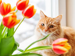 Toxic doses can vary widely from plant to plant. Displaying Cat Safe Bouquets Tips On Cat Friendly Flowers For Bouquets