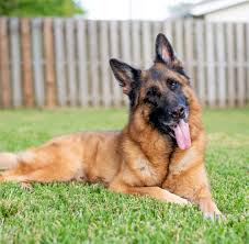 The german shepherd pit bull mixed dogs have a keen sense of peoples energy levels, if you are a calm and collected person they can weigh anywhere from 60 pounds to 80 pounds depending on the pit bull used for breeding. How To Groom A German Shepherd Dog American Kennel Club