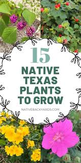 favorite plants to grow in south texas