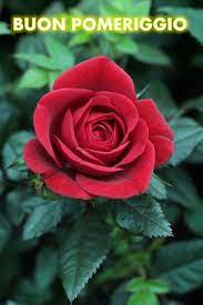 Pin by Sarasera on Buon pomeriggio | Beautiful roses, Beautiful flowers,  Red roses