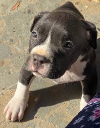 Large bones, box head, big paws, very active. American Pit Bull Terrier Puppies For Sale Greensboro Nc 319478