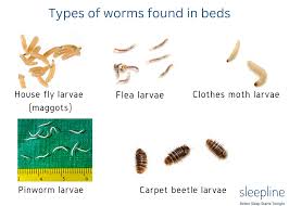 bed worms on your mattress moths