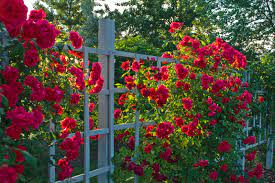 red roses on trellis