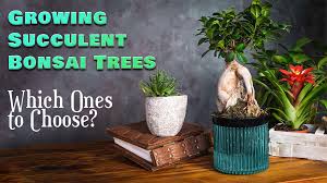 diffe types of bonsai trees