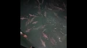 shark feeding frenzy recorded off pier