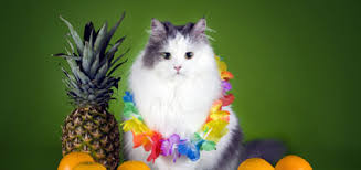Technically, yes, cats can eat apples. Are Pineapple Leaves Poisonous To Cats Catster
