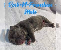 Well socialized male and female puppies upto date on shots and warming. Puppies For Sale Near North Charleston South Carolina Usa Page 1 10 Per Page Puppyfinder Com