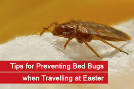 tips for preventing bed bugs when
