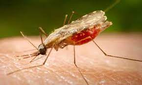 why mosquitoes cannot transmit hiv