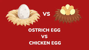 ostrich egg vs en egg a detailed