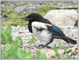 magpie in my garden wildedges