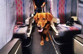 avoid dog travel drama here s how to