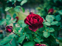 beautiful red rose free stock photo