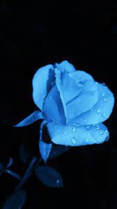 1000+ Blue Rose Pictures