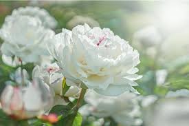 Grazie ai fiori bianchi, in giardino, è possibile creare delle. Fiori Bianchi Classificazione E Migliori Varieta Per Il Giardino