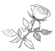 Pe langa frumusetea si parfumul sau deosebit, trandafirul a fost pretuit din antichitate pentru calitatile sale vindecatoare. Cum De A Desena Un Trandafir Cu Un Creion